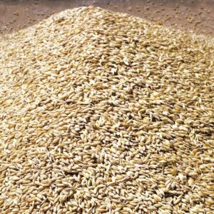 Wheat Grain ( Milling Wheat, Hard Wheat, Soft Wheat & Durum Wheat)