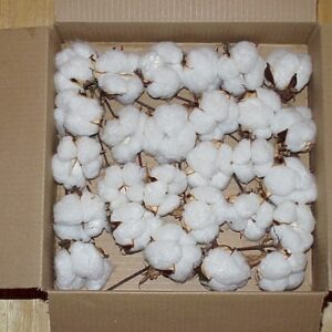 Raw Cotton For Sale